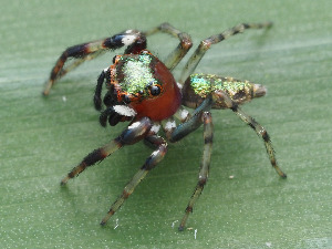  ( - CCDB-48596-8)  @11 [ ] No Rights Reserved (2024) Unspecified Unspecified