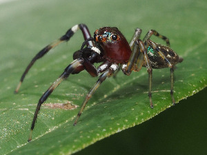  ( - CCDB-50480-68)  @11 [ ] nrr (2024) Unspecified Unspecified