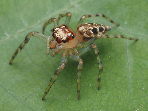  ( - CCDB-50480-69)  @11 [ ] nrr (2024) Unspecified Unspecified