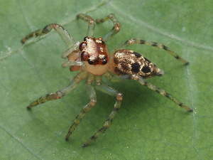  ( - CCDB-50480-69)  @11 [ ] nrr (2024) Unspecified Unspecified