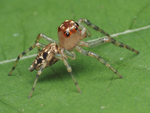  ( - CCDB-50480-69)  @11 [ ] nrr (2024) Unspecified Unspecified