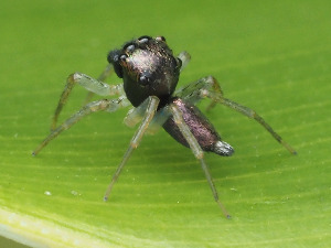  (Maeota setastrobilaris - CCDB-50480-9)  @11 [ ] nrr (2025) Unspecified Unspecified