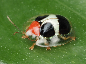  (Charidotis aurofasciata - CCDB-50480-42)  @11 [ ] nrr (2025) Unspecified Unspecified