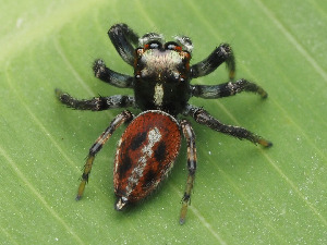  ( - CCDB-50480-38)  @11 [ ] nrr (2025) Unspecified Unspecified