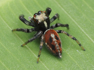  ( - CCDB-50480-38)  @11 [ ] nrr (2025) Unspecified Unspecified