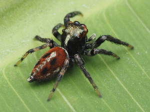  ( - CCDB-50480-38)  @11 [ ] nrr (2025) Unspecified Unspecified