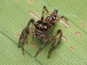  ( - CCDB-50480-39)  @11 [ ] nrr (2025) Unspecified Unspecified