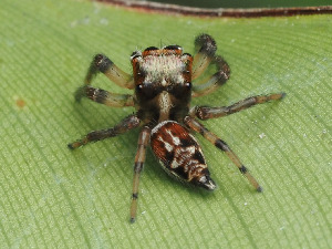  ( - CCDB-50480-39)  @11 [ ] nrr (2025) Unspecified Unspecified