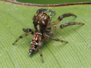  ( - CCDB-50480-39)  @11 [ ] nrr (2025) Unspecified Unspecified