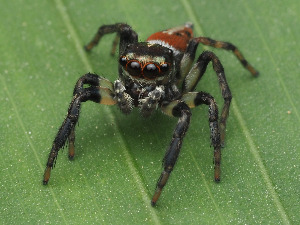  ( - CCDB-50480-25)  @11 [ ] nrr (2025) Unspecified Unspecified