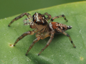  ( - CCDB-50480-29)  @11 [ ] nrr (2025) Unspecified Unspecified