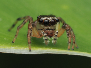  ( - CCDB-50480-29)  @11 [ ] nrr (2025) Unspecified Unspecified