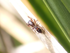  ( - CCDB-50480-1)  @11 [ ] by-nc (2025) Spider Cat Unspecified
