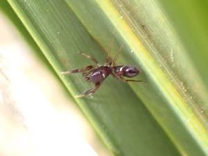  ( - CCDB-50480-1)  @11 [ ] by-nc (2025) Spider Cat Unspecified