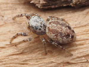  (Metaphidippus chera - CCDB-50480-45)  @11 [ ] nrr (2025) Unspecified Unspecified
