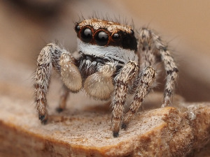  (Habronattus conjunctus - CCDB-50480-56)  @11 [ ] nrr (2025) Unspecified Unspecified