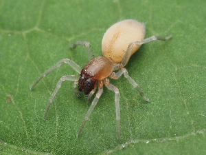  ( - CCDB-50480-62)  @11 [ ] nrr (2025) Unspecified Unspecified