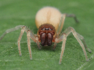  ( - CCDB-50480-62)  @11 [ ] nrr (2025) Unspecified Unspecified