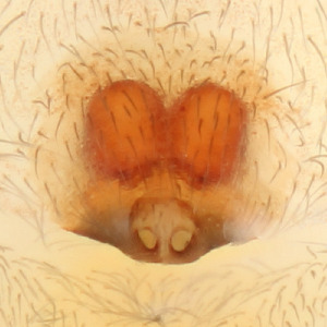  ( - CCDB-50480-62)  @11 [ ] No Rights Reserved (2025) Unspecified Carnegie Museum of Natural History