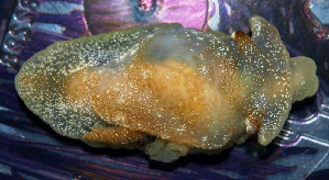  ( - NIB_CCM_0377)  @11 [ ] by_nc (2021) Picton, B.E. Queen's University, Belfast