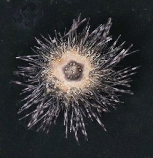  ( - UNAL_CARIBE_CECIMAR:EQUINODERMOS_SEAFLOWER2016:0004)  @11 [ ] CreativeCommons - Attribution Non-Commercial (2018) Invemar - Universidad Nacional de Colombia Invemar - Universidad Nacional de Colombia