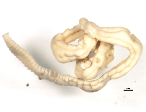  ( - 06PROBE-1193)  @12 [ ] CreativeCommons - Attribution (2010) CBG Photography Group Centre for Biodiversity Genomics