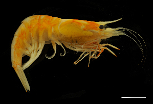  (Acanthephyra trispinosa - DSB_4650)  @11 [ ] Copyright (2020) Magdalini Christodoulou German Centre for Marine Biodiversity Research, Senckenberg am Meer