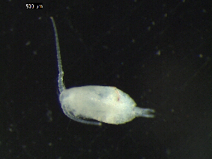  (Acrocalanus gracilis - DSB_2688)  @11 [ ] Copyright (2039) Inga Mohrbeck German Center for Marine Biodiversity Research, Senckenberg