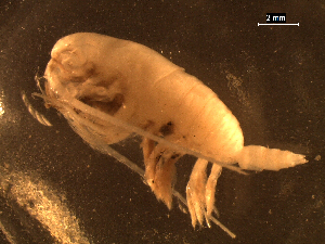  (Megacalanidae - DSB_2663)  @11 [ ] Copyright (2014) Inga Mohrbeck German Center for Marine Biodiversity Research, Senckenberg