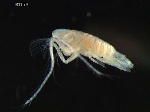  (Scolecitrichopsis - DSB_2676)  @11 [ ] Copyright (2027) Inga Mohrbeck German Center for Marine Biodiversity Research, Senckenberg