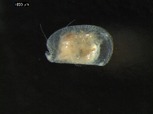  (Halocyprididae - DSB_2729)  @11 [ ] Copyright (2015) Inga Mohrbeck German Center for Marine Biodiversity Research, Senckenberg