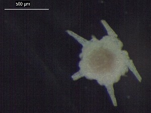  ( - DSB_3511)  @11 [ ] Copyright (2019) Magdalini Christodoulou German Center for Marine Biodiversity Research
