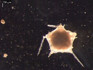  ( - DSB_2938)  @11 [ ] Copyright (2017) Magdalini Christodoulou German Center for Marine Biodiversity Research, Senckenberg