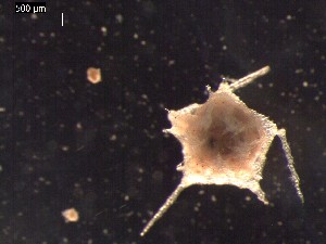  ( - DSB_2938)  @11 [ ] Copyright (2017) Magdalini Christodoulou German Center for Marine Biodiversity Research, Senckenberg