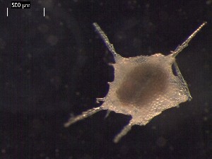  ( - DSB_2940)  @11 [ ] Copyright (2017) Magdalini Christodoulou German Center for Marine Biodiversity Research, Senckenberg