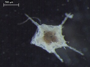  ( - DSB_2940)  @11 [ ] Copyright (2017) Magdalini Christodoulou German Center for Marine Biodiversity Research, Senckenberg