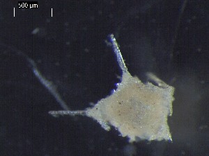  ( - DSB_2941)  @11 [ ] Copyright (2017) Magdalini Christodoulou German Center for Marine Biodiversity Research, Senckenberg