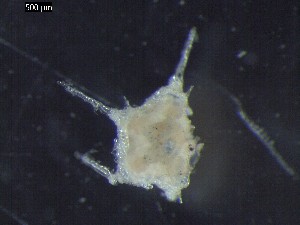  ( - DSB_2941)  @11 [ ] Copyright (2017) Magdalini Christodoulou German Center for Marine Biodiversity Research, Senckenberg