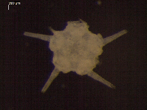  ( - DSB_3510)  @11 [ ] Copyright (2019) Magdalini Christodoulou German Center for Marine Biodiversity Research
