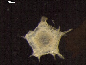  ( - DSB_2944)  @11 [ ] Copyright (2017) Magdalini Christodoulou German Center for Marine Biodiversity Research, Senckenberg