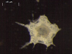  ( - DSB_2944)  @11 [ ] Copyright (2017) Magdalini Christodoulou German Center for Marine Biodiversity Research, Senckenberg