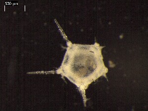  ( - DSB_2942)  @11 [ ] Copyright (2017) Magdalini Christodoulou German Center for Marine Biodiversity Research, Senckenberg