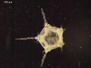  ( - DSB_2942)  @11 [ ] Copyright (2017) Magdalini Christodoulou German Center for Marine Biodiversity Research, Senckenberg