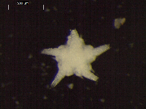  (Ophiuroglypha cf. polyacantha - DSB_3364)  @11 [ ] Copyright (2018) Magdalini Christodoulou German Center for Marine Biodiversity Research