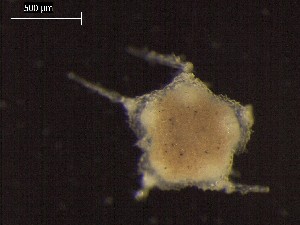  ( - DSB_2943)  @11 [ ] Copyright (2017) Magdalini Christodoulou German Center for Marine Biodiversity Research, Senckenberg