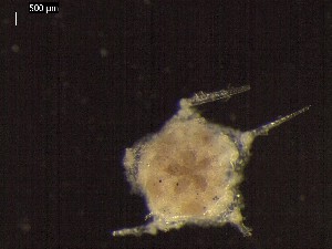  ( - DSB_2943)  @11 [ ] Copyright (2017) Magdalini Christodoulou German Center for Marine Biodiversity Research, Senckenberg