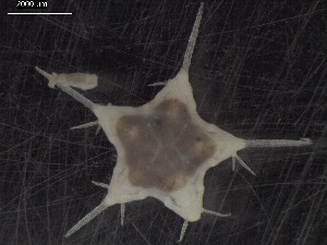  ( - DSB_2935)  @11 [ ] Copyright (2017) Magdalini Christodoulou German Center for Marine Biodiversity Research, Senckenberg