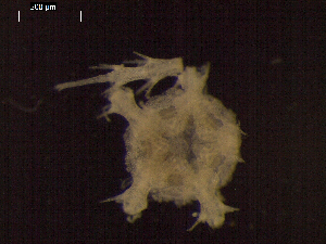  (Amphioplus daleus - DSB_3211)  @11 [ ] Copyright (2019) Magdalini Christodoulou German Center for Marine Biodiversity Research