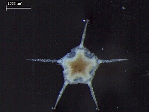  ( - DSB_2954)  @11 [ ] Copyright (2017) Magdalini Christodoulou German Center for Marine Biodiversity Research, Senckenberg