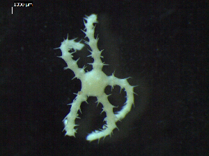  ( - DSB_3413)  @11 [ ] Copyright (2018) Magdalini Christodoulou German Center for Marine Biodiversity Research